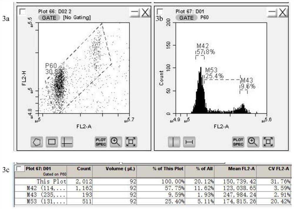 A method for rapidly identifying the genome size of sweet potato and its application