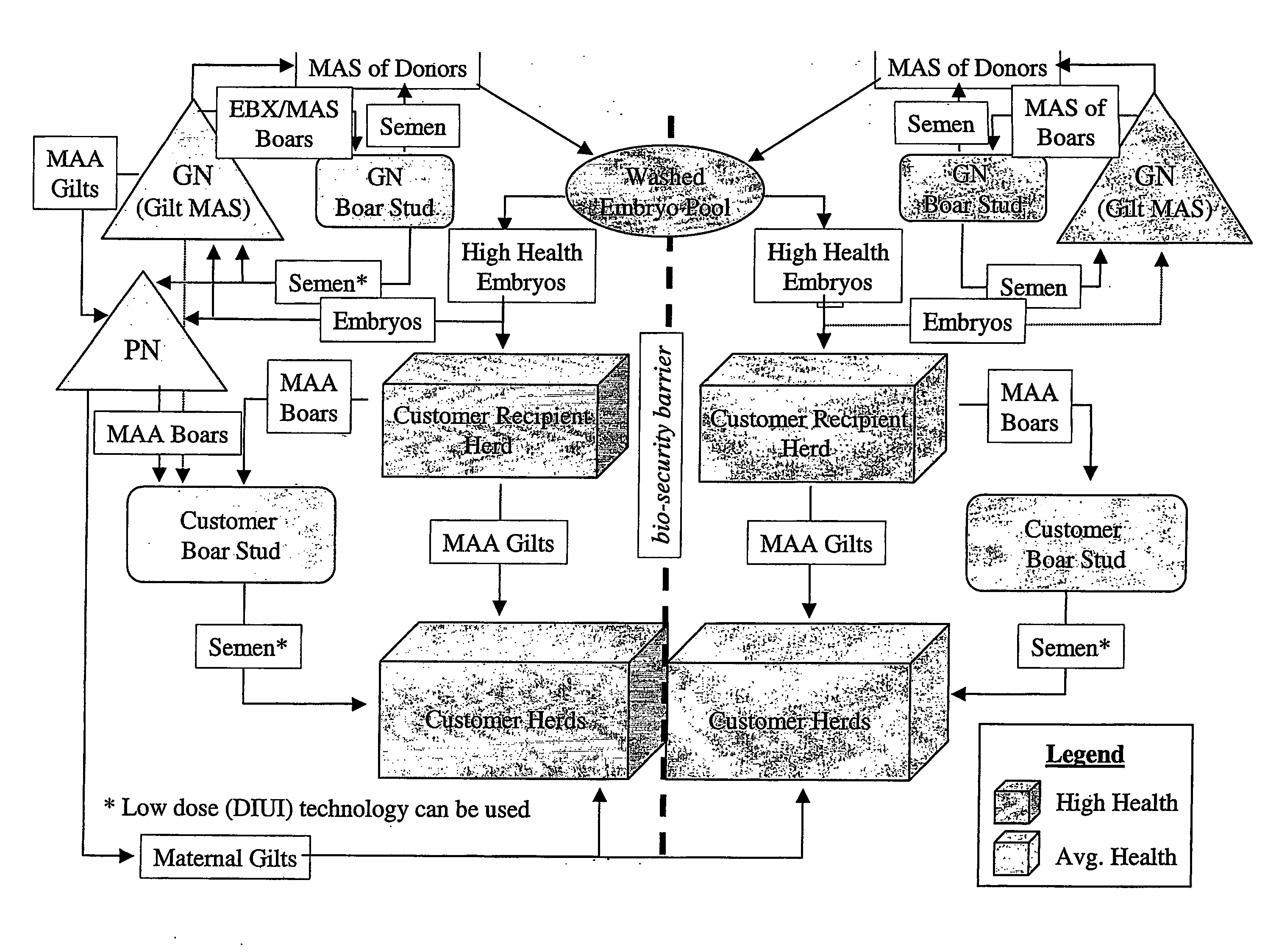 Method for Genetic Improvement of Terminal Boars