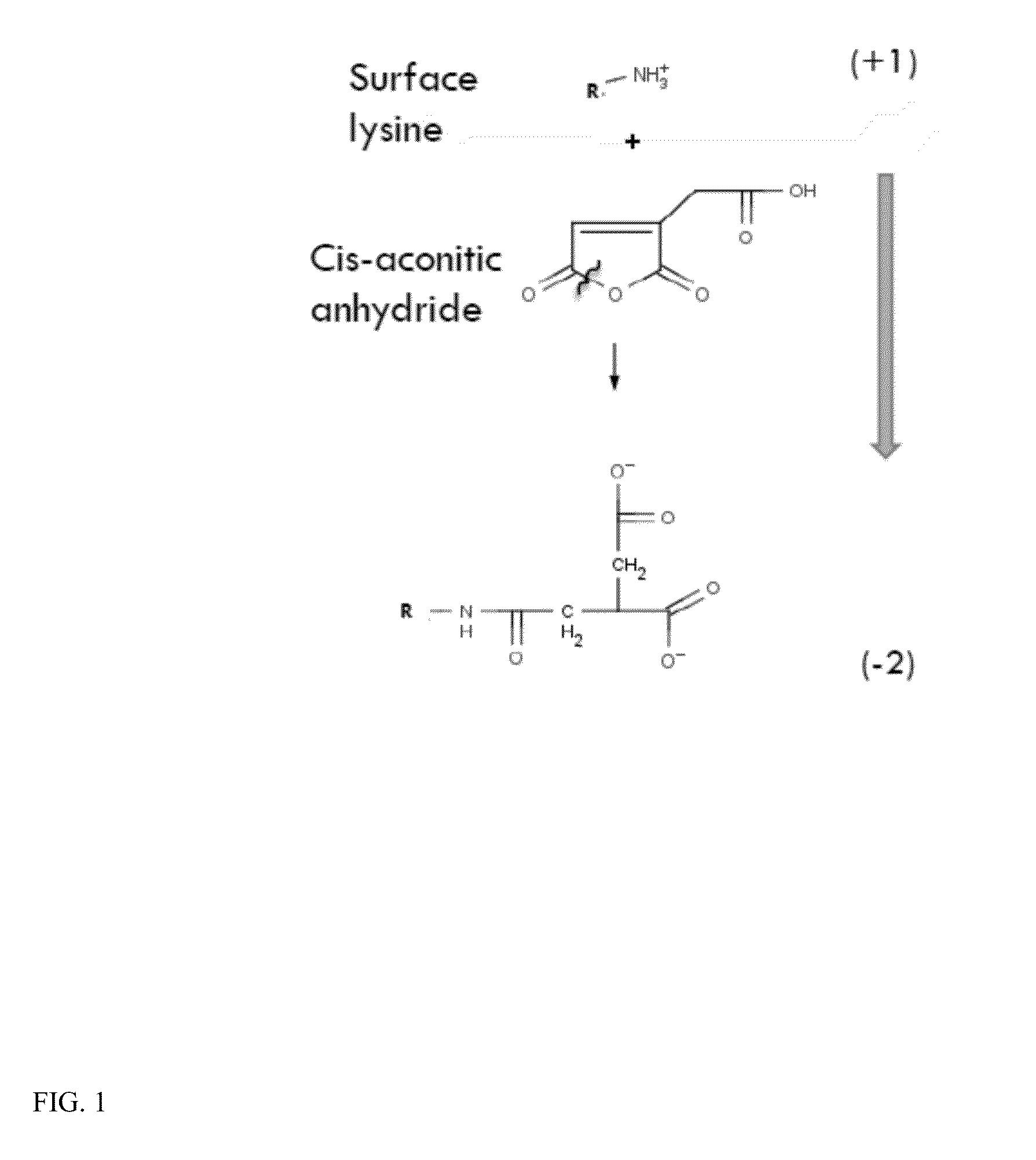 Scavenger receptor uptake for fabry disease enzyme replacement therapy