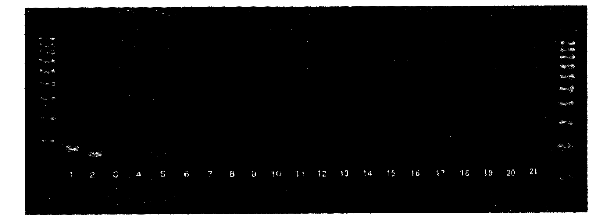 Method for detecting bacterium belonging to genus geosmithia