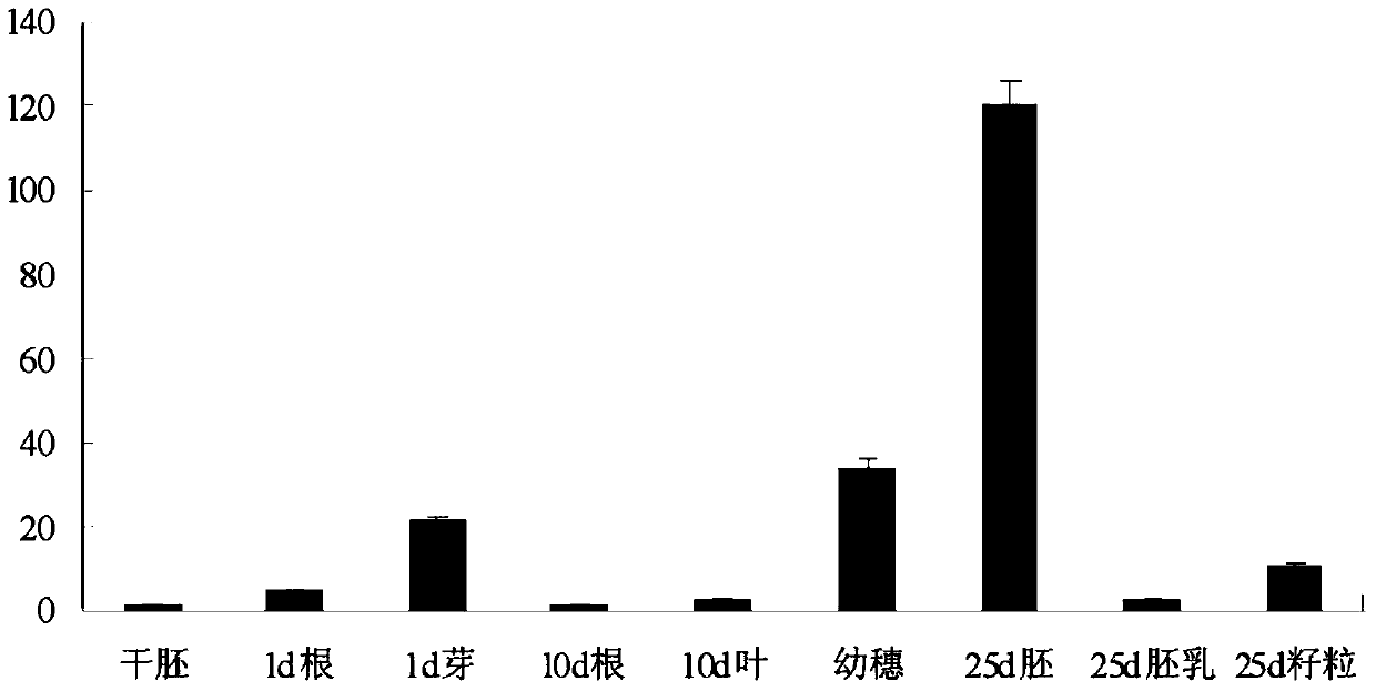 Wheat gene tafus3 and its application