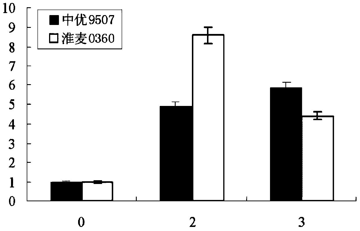 Wheat gene tafus3 and its application