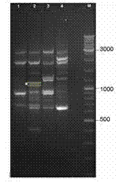 Molecular marker of pure white Hypsizygus marmoreus Finc-W-62 strain, its acquisition method and application