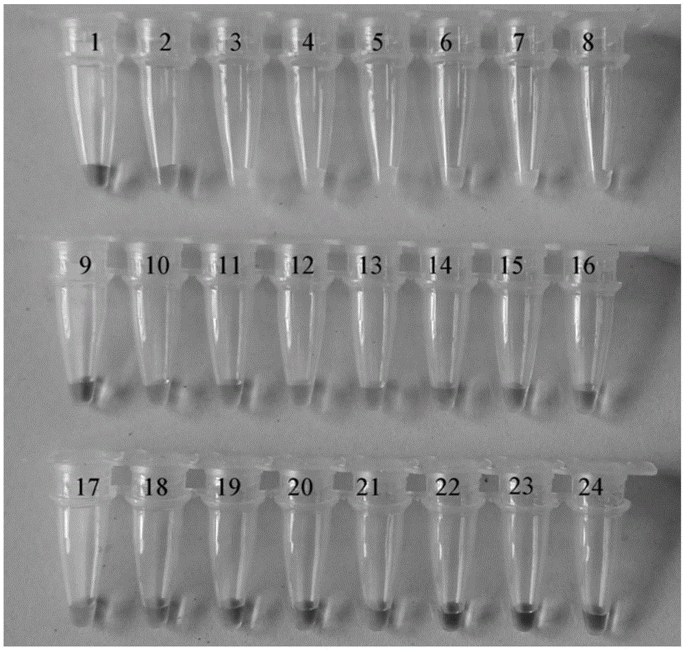 Loop-mediated isothermal amplification (LAMP) primers for rapidly detecting pratylenchus thoreni and application thereof