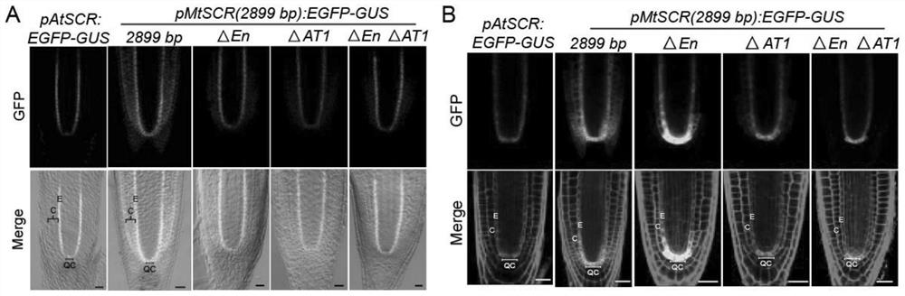 Application of SHR-SCR in fate determination of cortex cells of leguminous plants and modification of division potential of cortical cells of non-leguminous plants