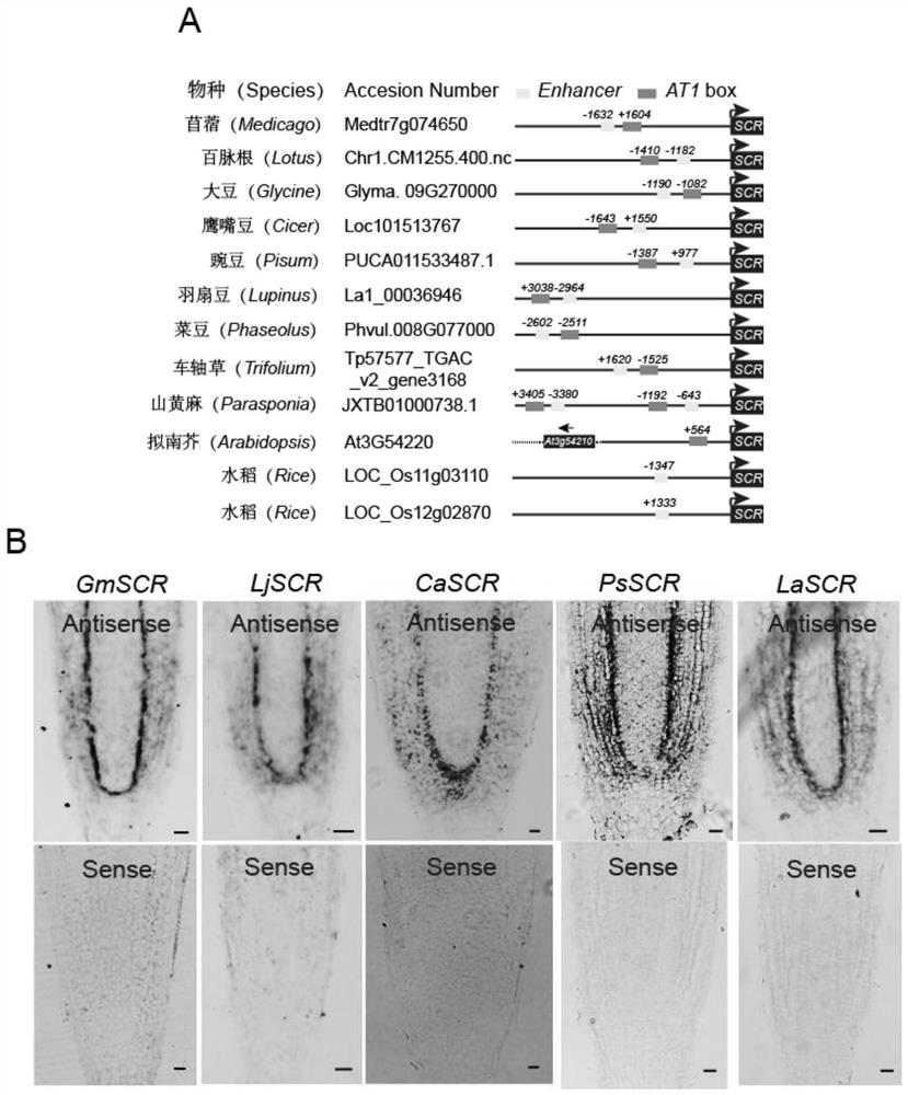 Application of SHR-SCR in fate determination of cortex cells of leguminous plants and modification of division potential of cortical cells of non-leguminous plants