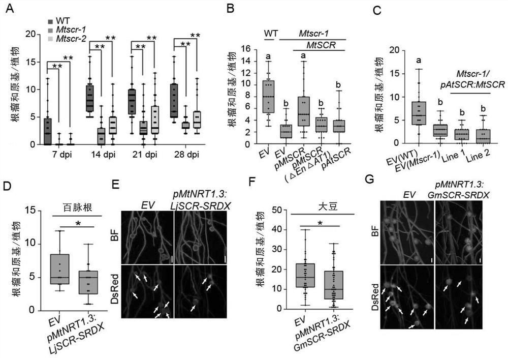 Application of SHR-SCR in fate determination of cortex cells of leguminous plants and modification of division potential of cortical cells of non-leguminous plants