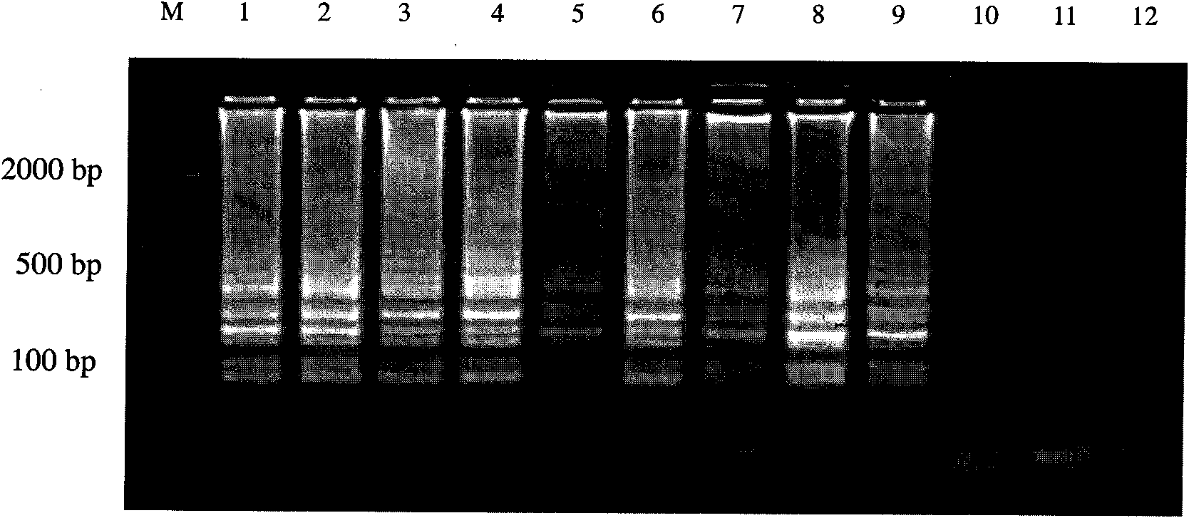 Primer pairs, method and fast diagnostic kit for detecting red-spotted grouper nervous necrosis viruses