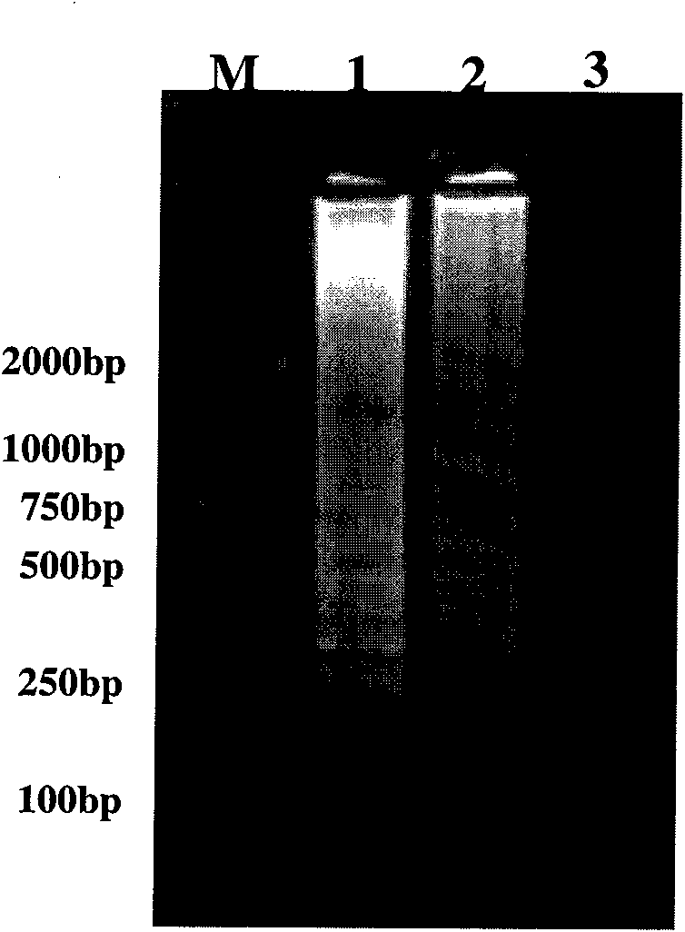 Primer pairs, method and fast diagnostic kit for detecting red-spotted grouper nervous necrosis viruses