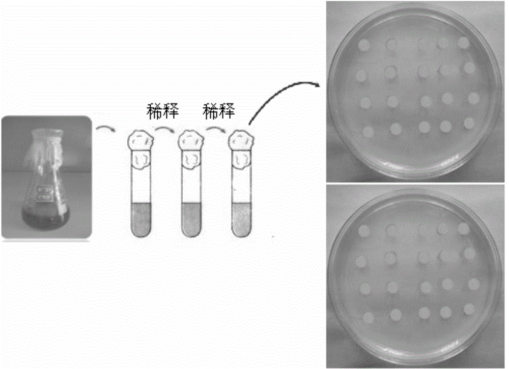 Method and system for fast targeted batch screening of biodiesel microalgae