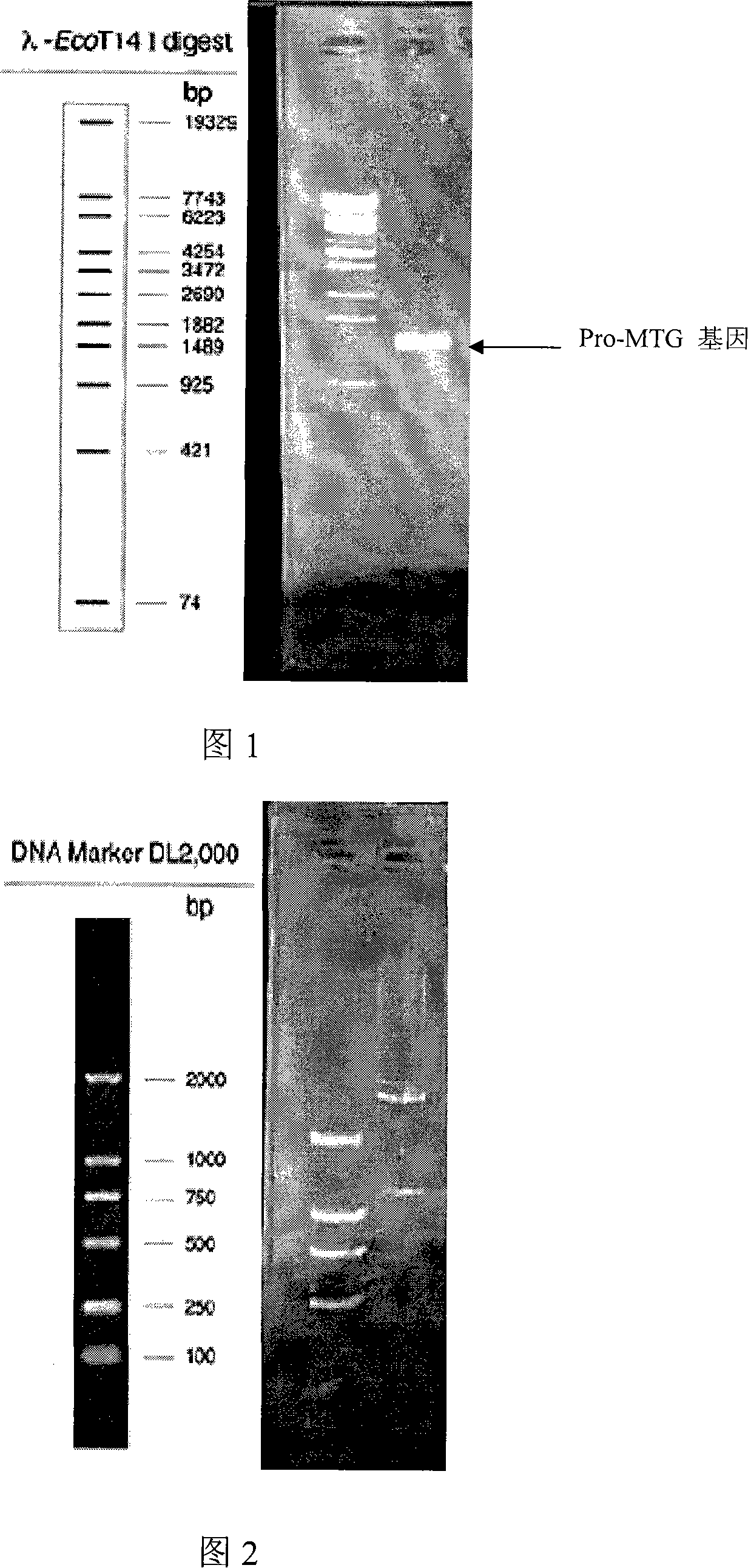 Glutamine transaminase zymogen gene for streptomyces hygroscopicus and expression thereof