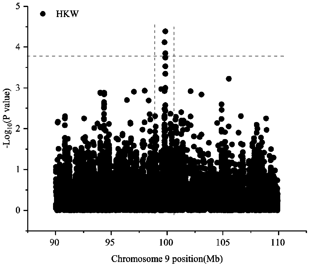 Corn hundred-grain weight and grain length character compact interlocking molecular marker and application