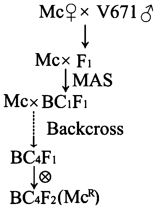 Corn hundred-grain weight and grain length character compact interlocking molecular marker and application