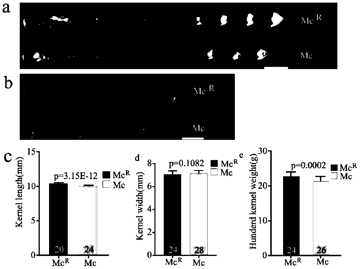 Corn hundred-grain weight and grain length character compact interlocking molecular marker and application