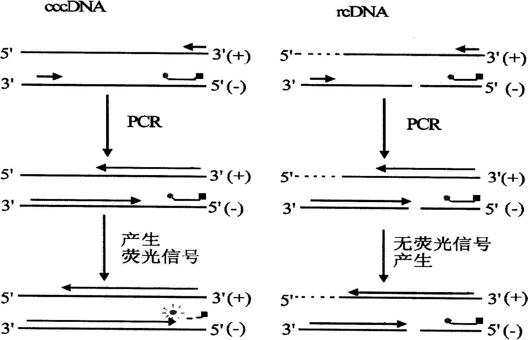 Fluorescence quantification detection kit of hepatitis B virus cccDNA