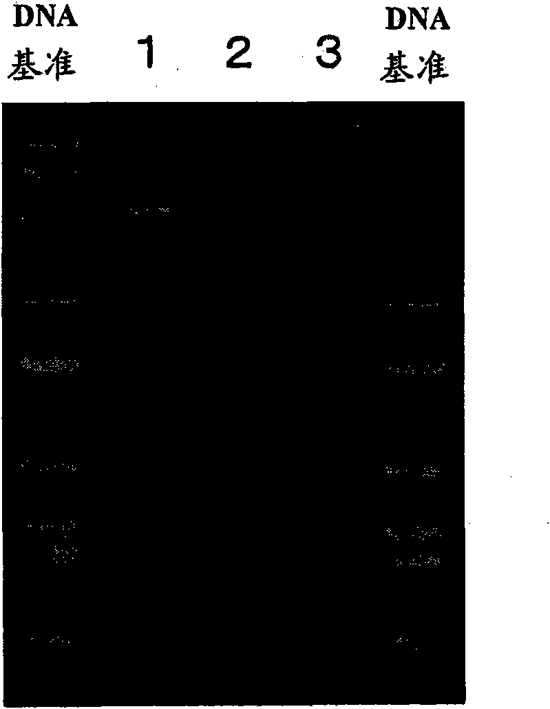 Method for maintaining foreign gene in cell stably