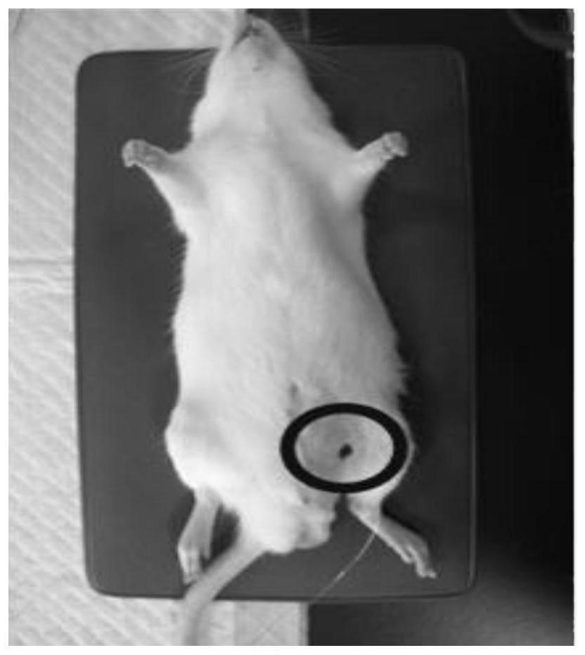 Construction method of sepsis compound animal model