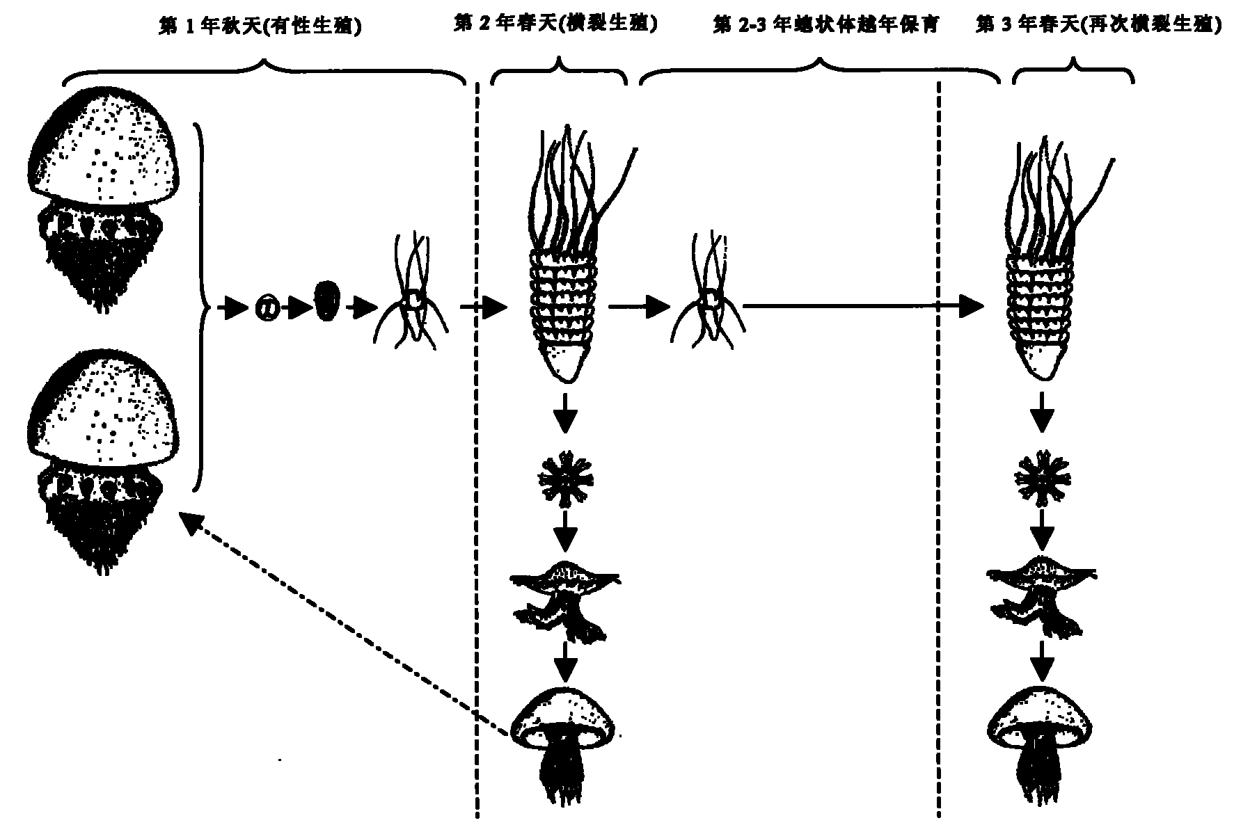 Overyearing conservation and asexual propagation method for hydranth of jellyfish