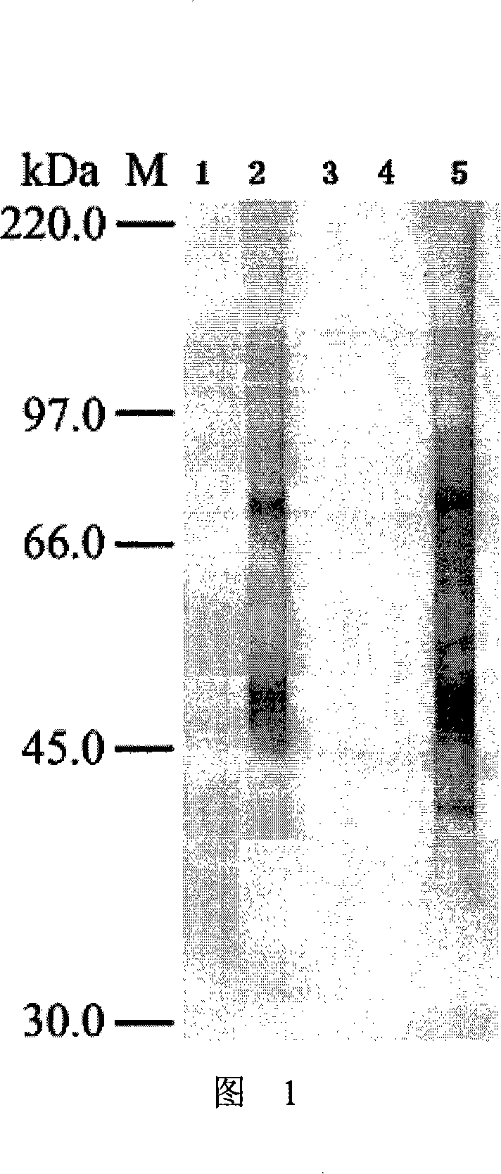 Antibody for detecting aspergillus