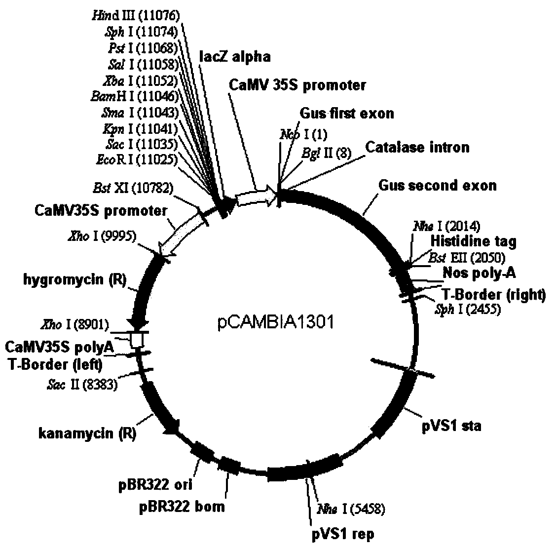 Promoter OsP002, preparation method and applications thereof