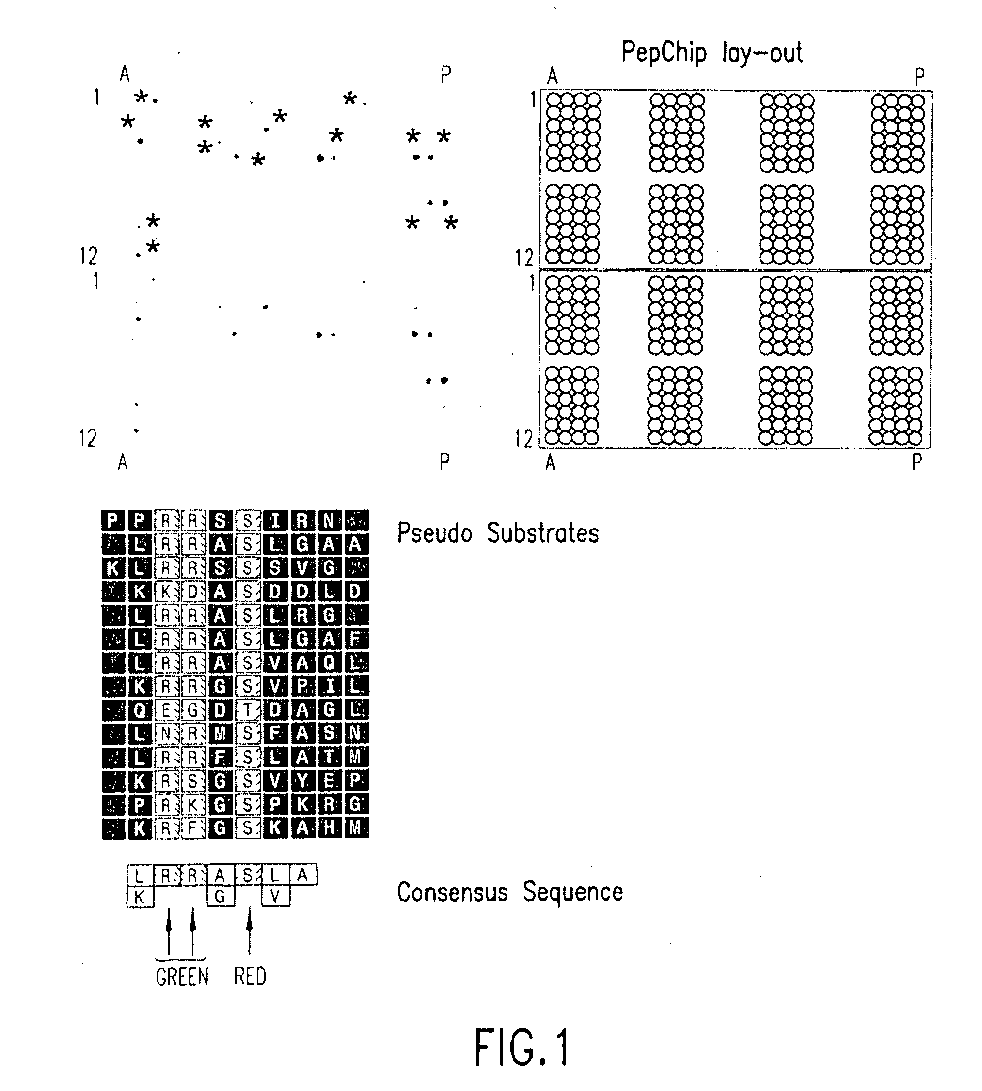 Guanylhydrazones in Methods of Treatment or Diagnosis as Modulators of Signal Transduction