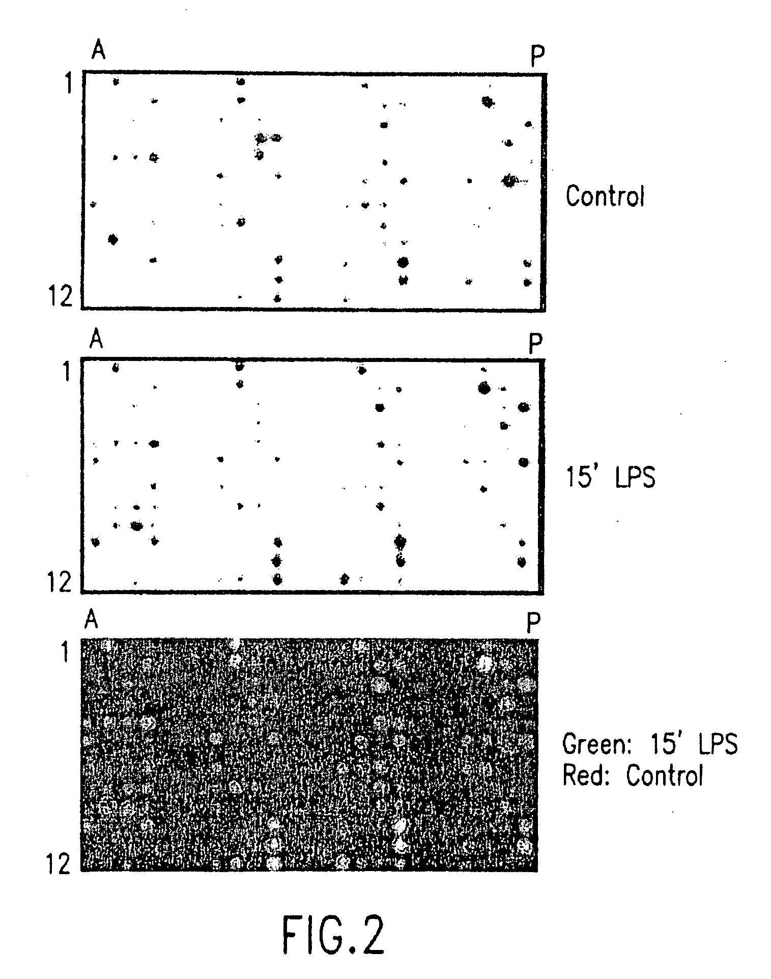 Guanylhydrazones in Methods of Treatment or Diagnosis as Modulators of Signal Transduction