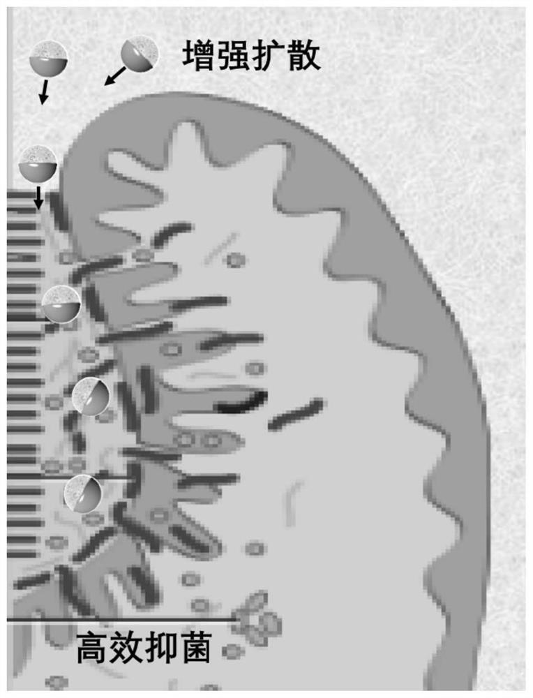 Mouthwash containing swimming nano robot and used for active prevention and treatment of oral cavity