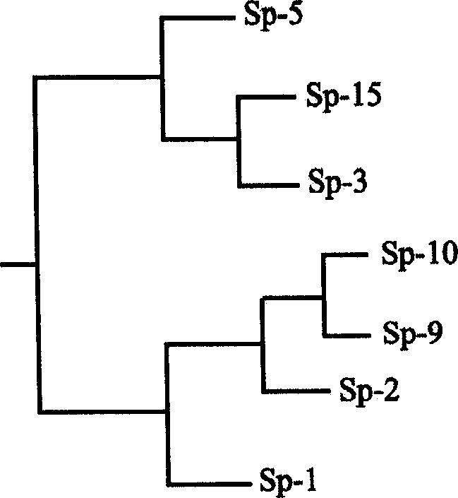 Method for screening high quality spirulina princeps strain for large scale production