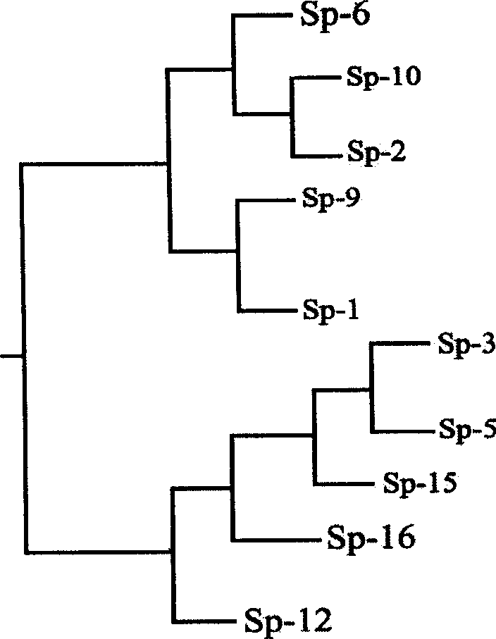 Method for screening high quality spirulina princeps strain for large scale production