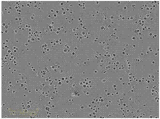 CD29&lt;+&gt; human umbilical cord-derived mesenchymal stem cell and application thereof in preparation of bone tissue engineering seed cell used for treating bone injury