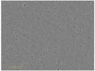 CD29&lt;+&gt; human umbilical cord-derived mesenchymal stem cell and application thereof in preparation of bone tissue engineering seed cell used for treating bone injury