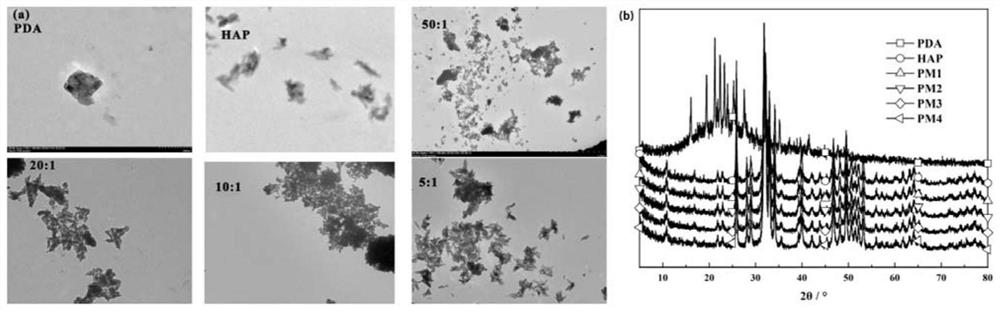 Nano-hydroxyapatite/polydopamine wet-adhesive hemostatic powder for external use and preparation method thereof