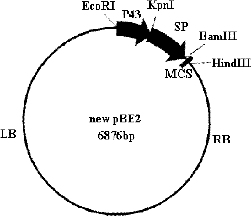 Multifunctional shuttle vector new pBE2, construction method thereof and method for constructing alkali protease mutation library by using same