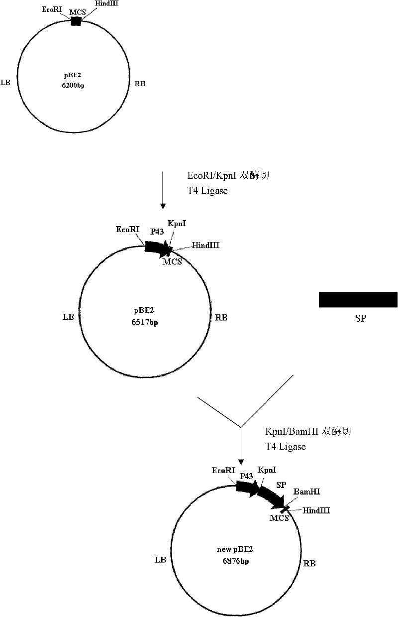 Multifunctional shuttle vector new pBE2, construction method thereof and method for constructing alkali protease mutation library by using same