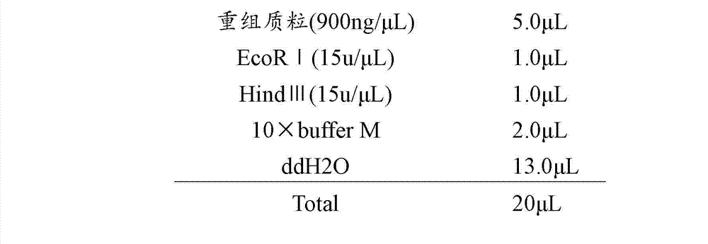 Method for preparing inhibitor for reducing tobacco nicotine synthesis by using double-stranded RNA interference technology, and applications of inhibitor