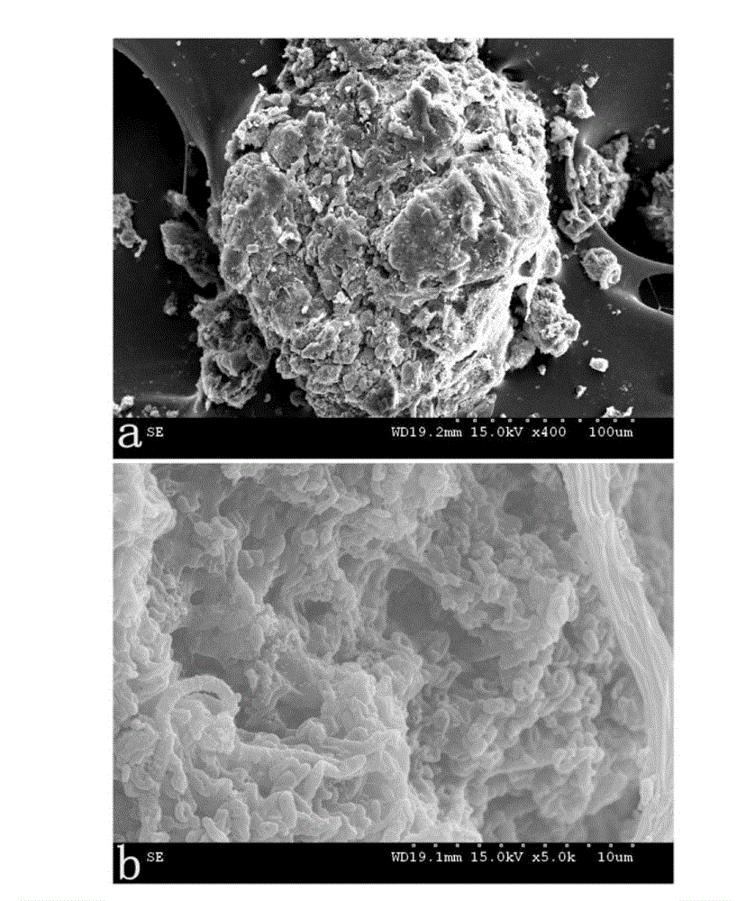 Method for achieving fast cultivation of shortcut nitrifying granule sludge