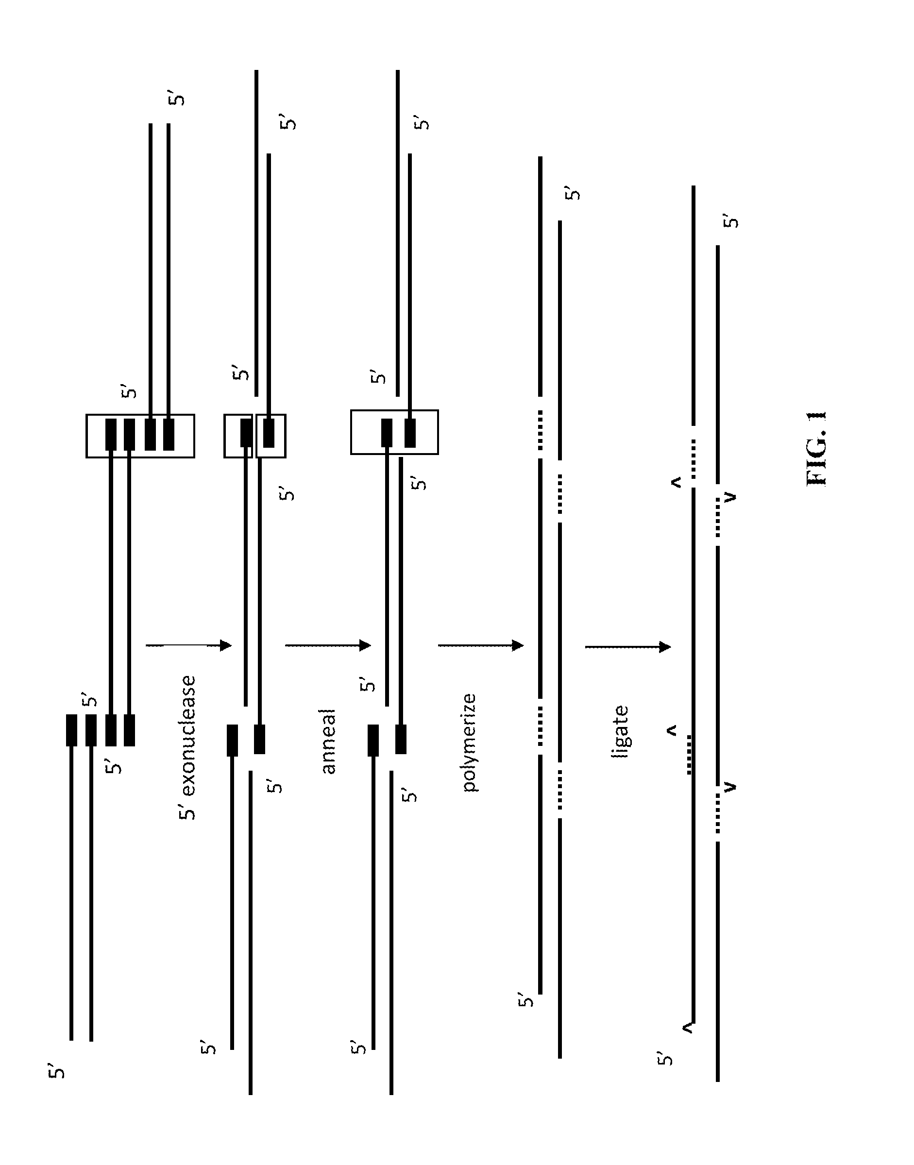 In vitro recombination method