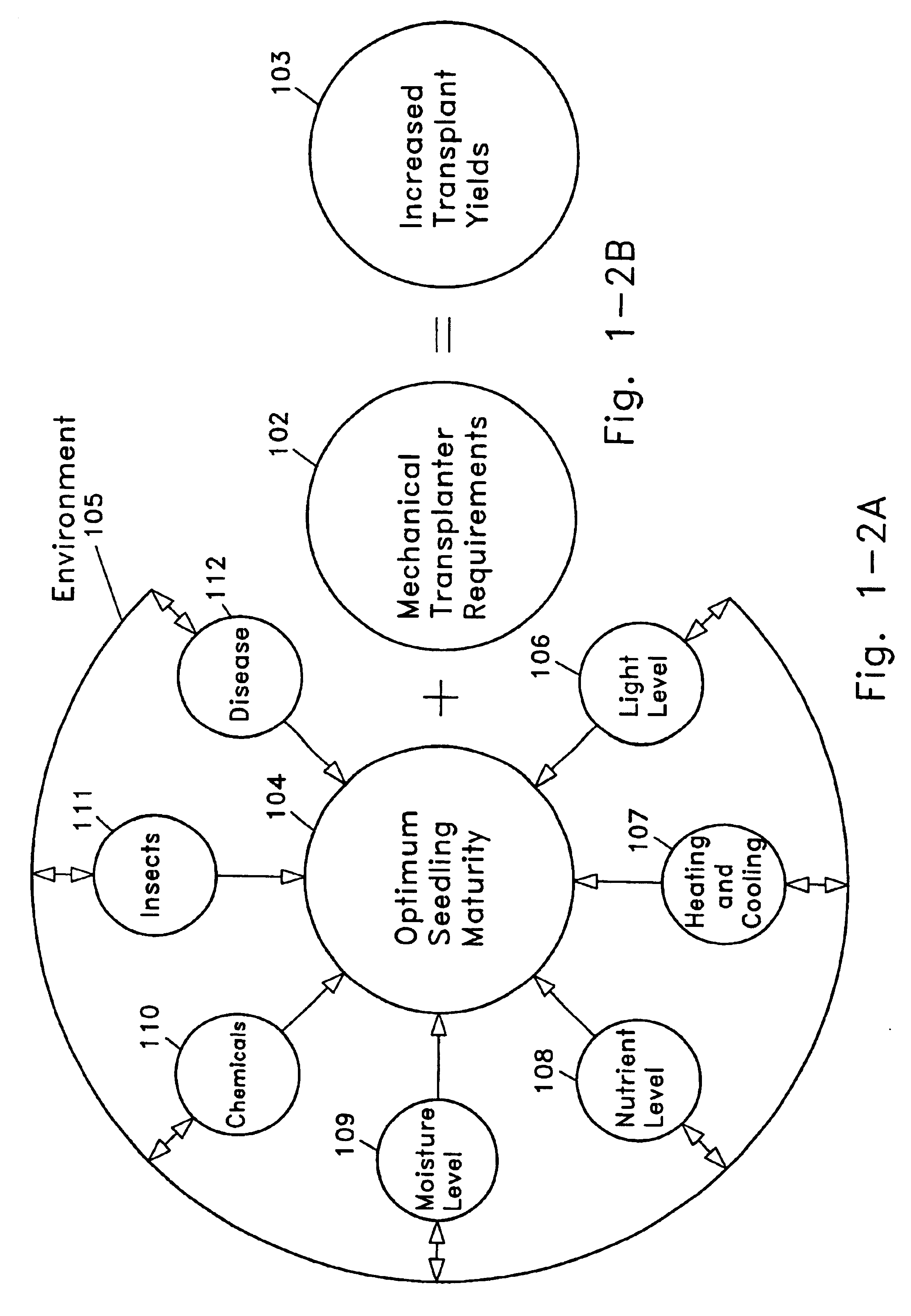 Plant growing system to maximize transplant yield