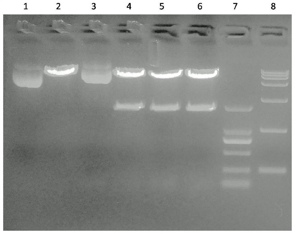 Application of combination of sulfhydryl oxidase 1 agonist and sorafenib in preparation of liver cancer treatment cells