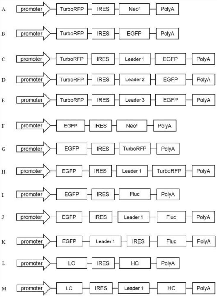 Leader sequence for improving non-cap-dependent translation efficiency and application thereof