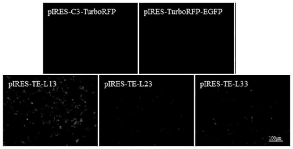 Leader sequence for improving non-cap-dependent translation efficiency and application thereof