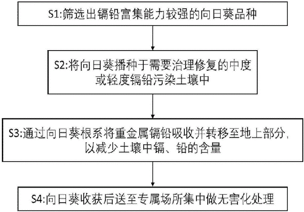 Method for restoring cadmium and lead polluted farmlands through enriched sunflower varieties