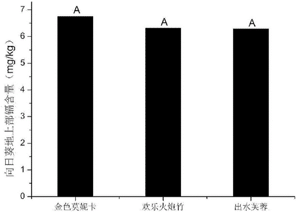 Method for restoring cadmium and lead polluted farmlands through enriched sunflower varieties