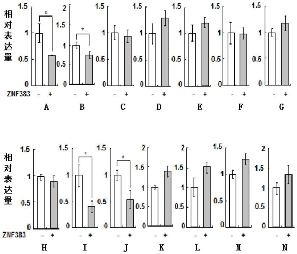 Application of znf383 protein in preparation of products inhibiting p53 protein activity