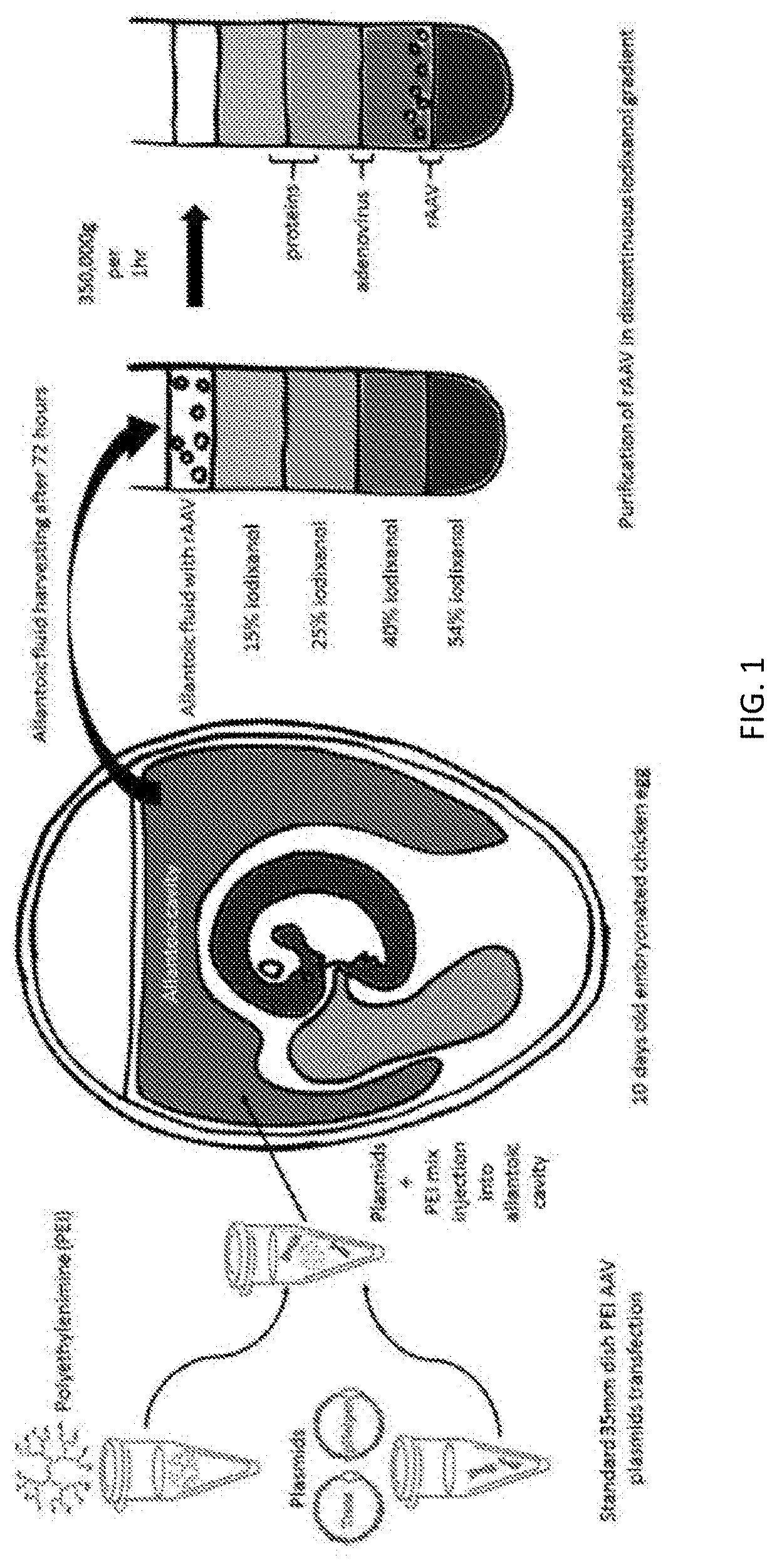 Improved production of recombinant aav using embryonated avian eggs