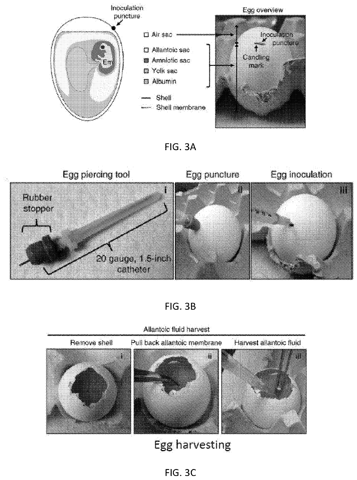 Improved production of recombinant aav using embryonated avian eggs