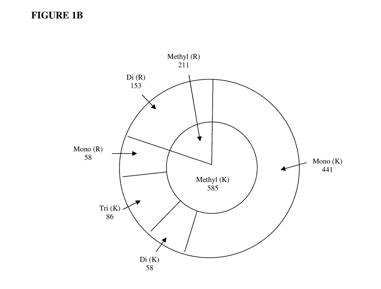 Method for profiling protein methylation