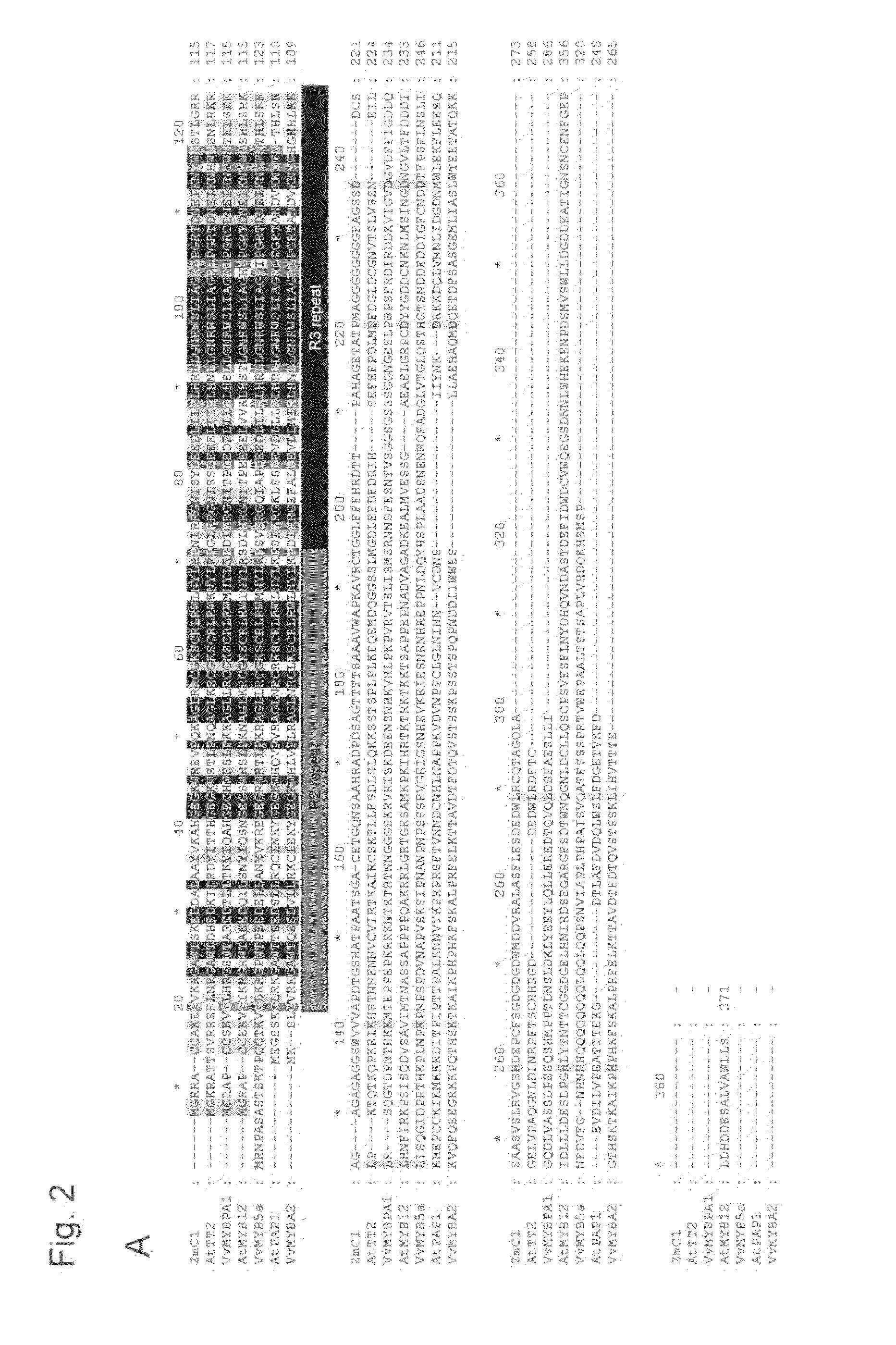 Novel gene encoding MYB transcription factor involved in proanthocyanidin synthesis