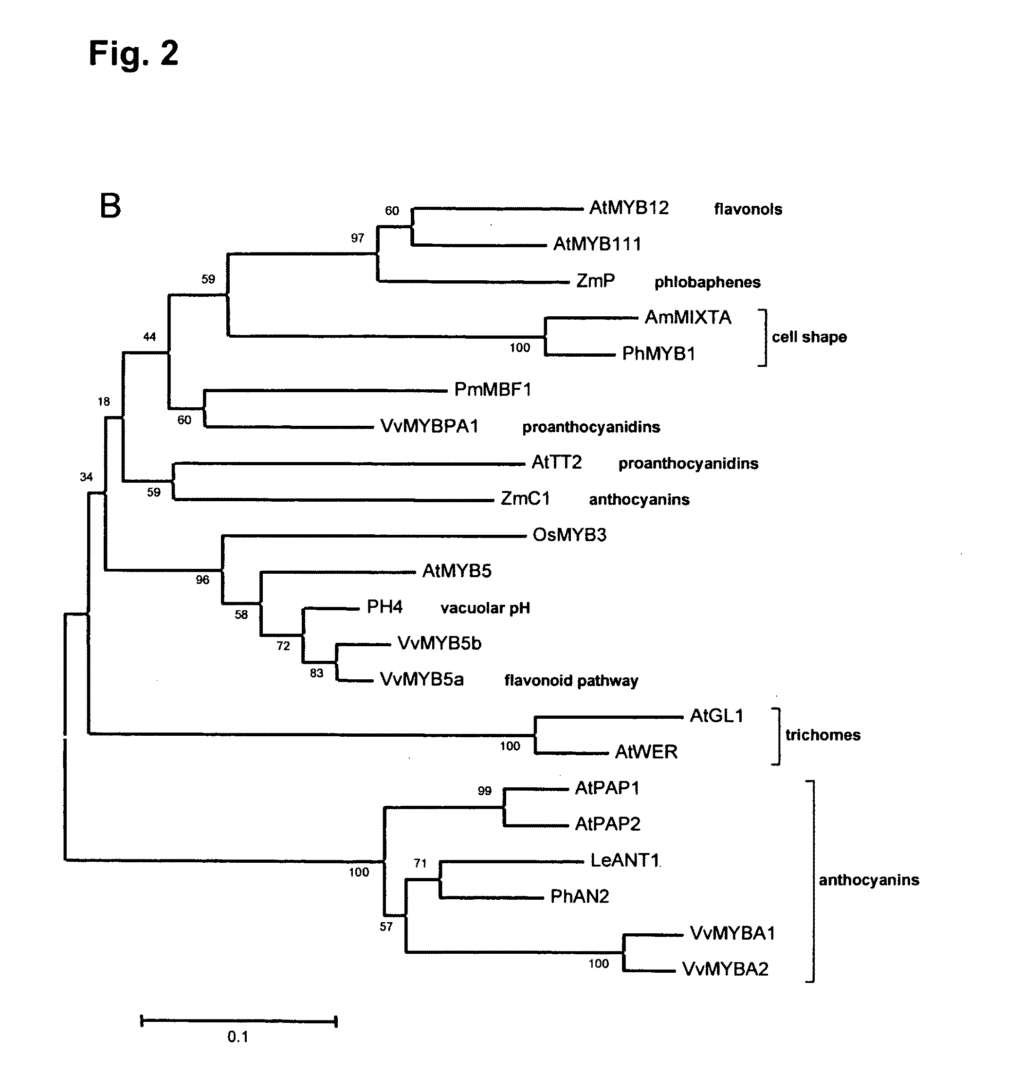 Novel gene encoding MYB transcription factor involved in proanthocyanidin synthesis