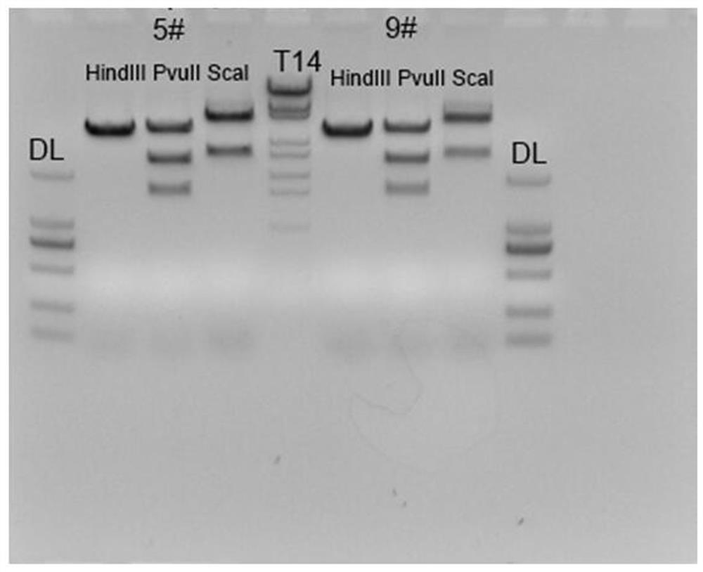 Targeting vector and nucleic acid composition for constructing liver injury mouse model, and construction method